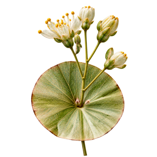 Vira Dijk.Bloemwerk